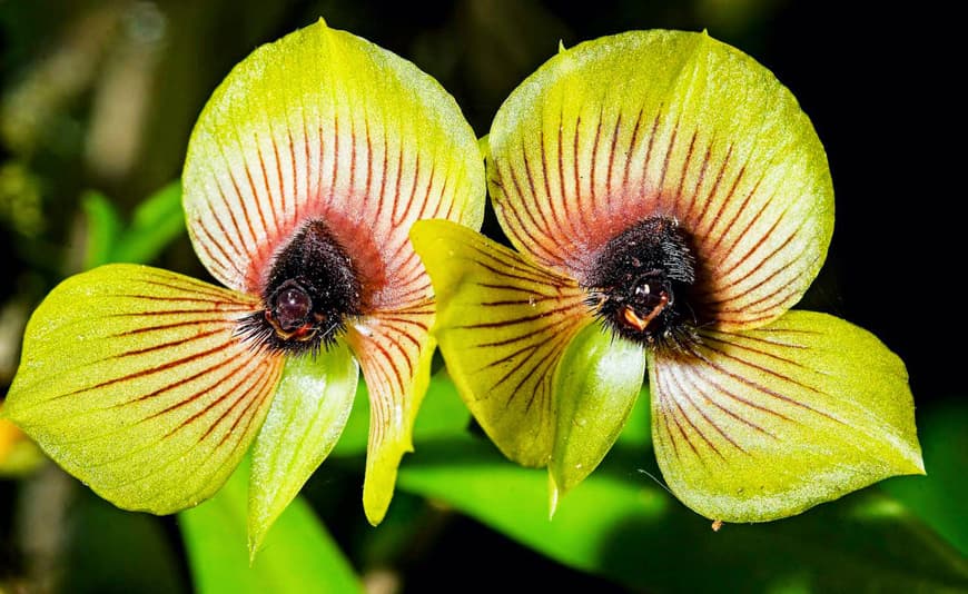 orquídeas de machu picchu